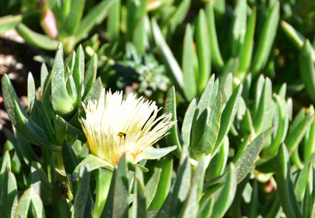 Żółty kwiat karpobrotu jadalnego. Cabo da Roca 